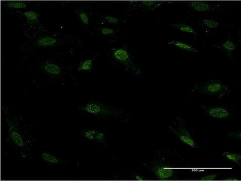 ANTI-ZFHX1B antibody produced in mouse