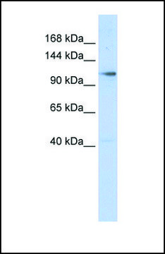 Anti-ZMIZ1 antibody produced in rabbit