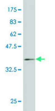 ANTI-HD antibody produced in mouse