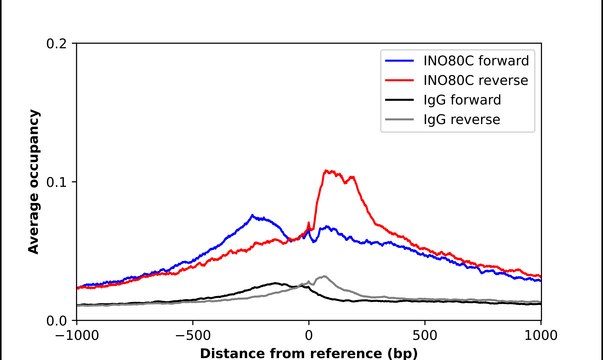 Anti-INO80C antibody produced in rabbit