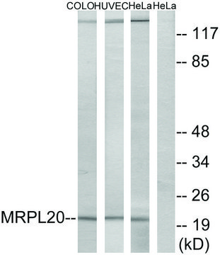 Anti-MRPL20 antibody produced in rabbit