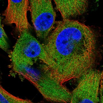 Anti-ZC3HAV1 antibody produced in rabbit