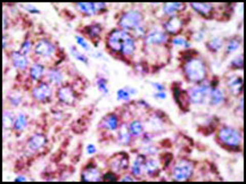 Anti-Mouse Tlr5 (C-term) antibody produced