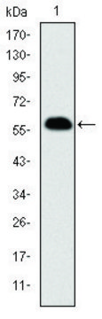 Monoclonal Anti-PHB antibody produced in