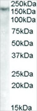 Anti-DNMT1 antibody produced in goat