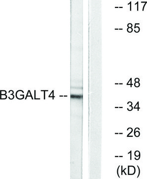 Anti-B3GALT4 antibody produced in rabbit