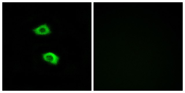 Anti-OR51B5 antibody produced in rabbit