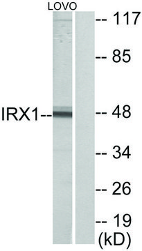 Anti-IRX1 antibody produced in rabbit
