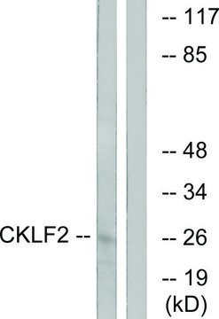 Anti-CKLF2 antibody produced in rabbit