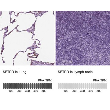 Anti-SFTPD antibody produced in rabbit