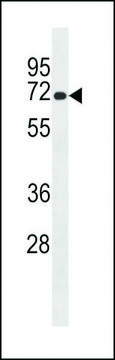 ANTI-MOUSE LRMP(C-TERMINAL) antibody produced in