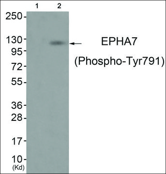 Anti-phospho-EPHA7 (pTyr??¹) antibody produced in