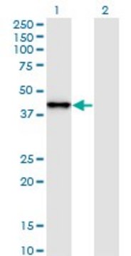 Monoclonal Anti-SNAPC2 antibody produced in