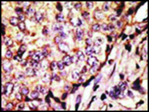 Anti-SIGLEC7 (D-siglec) (N-term) antibody produced