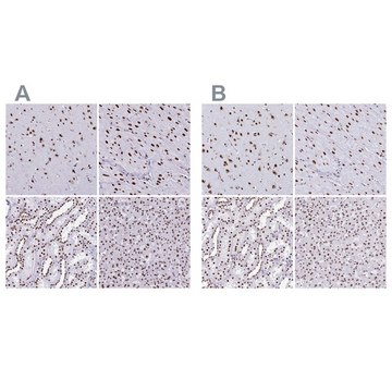 Anti-NONO antibody produced in rabbit