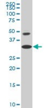 ANTI-HOXD8 antibody produced in mouse