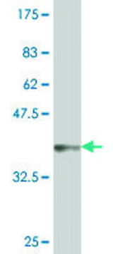 ANTI-GNL3 antibody produced in mouse