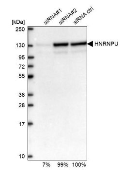 Anti-HNRNPU antibody produced in rabbit