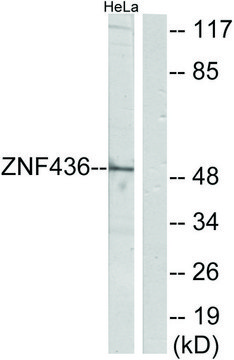 Anti-ZNF436 antibody produced in rabbit