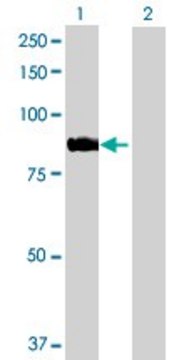 Anti-ARHGEF7 antibody produced in rabbit