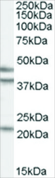 Anti-GABPB2 antibody produced in goat