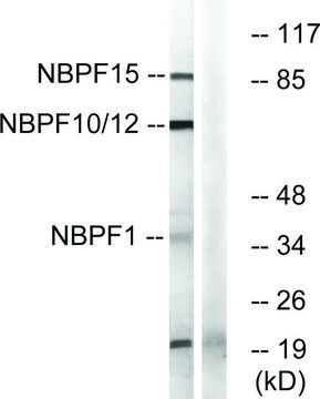Anti-NBPF1 antibody produced in rabbit
