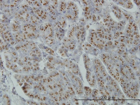 Monoclonal Anti-MGAT4A antibody produced in
