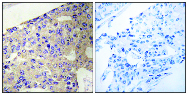 Anti-PEX10 antibody produced in rabbit