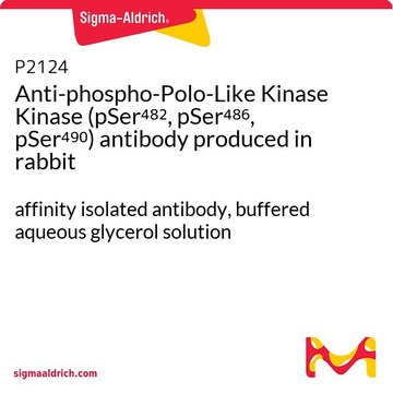 Anti-phospho-Polo-Like Kinase Kinase (pSer??², pSer???,
