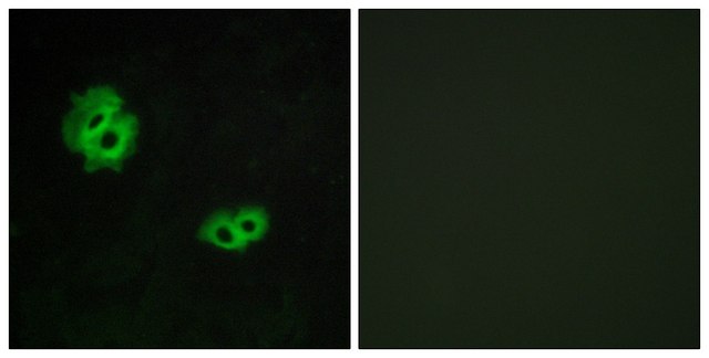 Anti-GPR171 antibody produced in rabbit
