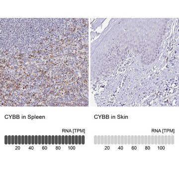 Anti-CYBB antibody produced in rabbit