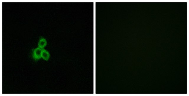 Anti-OR2T2 antibody produced in rabbit