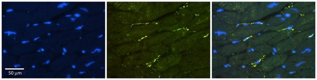 Anti-GREB1 (ab1) antibody produced in
