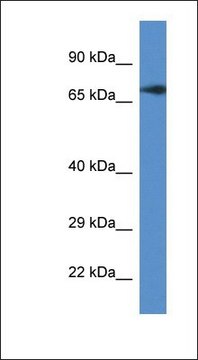 Anti-GUF1 antibody produced in rabbit