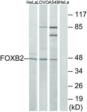 Anti-FOXB2 antibody produced in rabbit
