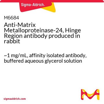 Anti-Matrix Metalloproteinase-24, Hinge Region antibody