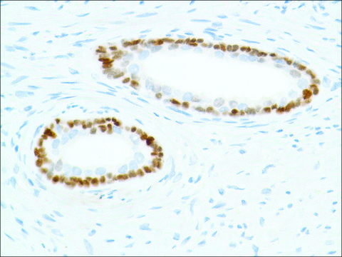Anti-SOX-2 antibody, Rabbit monoclonal