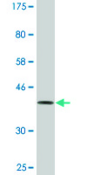 Monoclonal Anti-DOCK4, (C-terminal) antibody produced