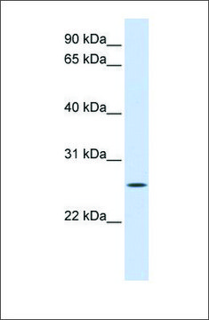 Anti-UNC50 antibody produced in rabbit