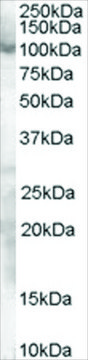 Anti-SP1 antibody produced in goat