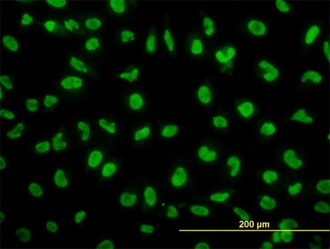 ANTI-SNAI2 antibody produced in mouse