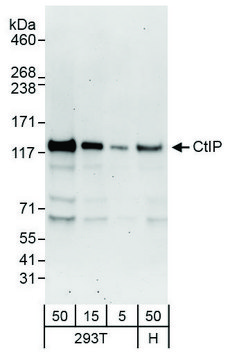 Rabbit anti-CtIP Antibody, Affinity Purified
