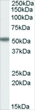 Anti-FOXC2 antibody produced in goat