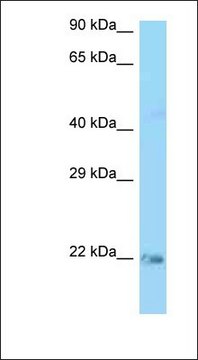 Anti-KRAS antibody produced in rabbit