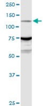 Anti-ARHGEF1 antibody produced in rabbit