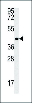 ANTI-VASH2 (C-TERM) antibody produced in