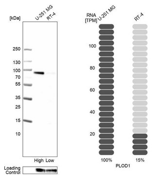 Anti-PLOD1 antibody produced in rabbit