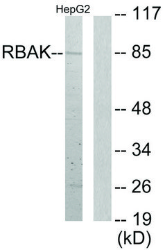 Anti-RBAK antibody produced in rabbit