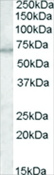 Anti-MTM1 antibody produced in goat