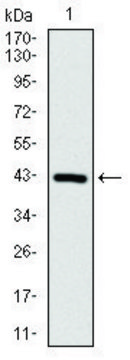 Monoclonal Anti-COTL1 antibody produced in